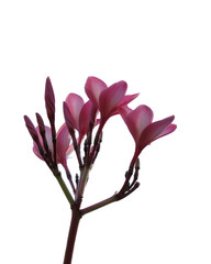 pink flowers isolated