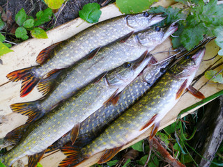 Five pikes caught spinning