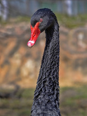 Obraz premium Portrait of Black Swan, Cygnus atratus with red beak