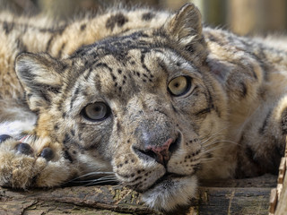 Portrait of sitting Female Snow Leopard, Uncia uncia