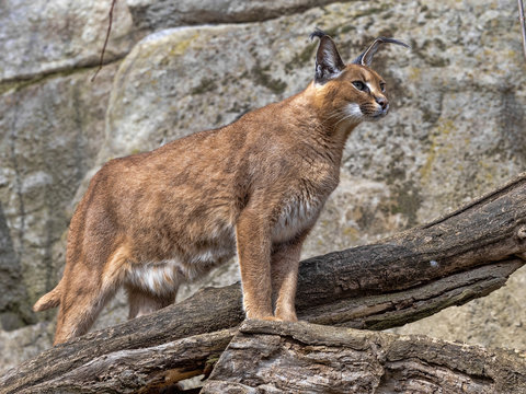 Portrait of sitting Caracal.,Caracal caracal