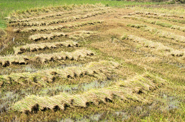 Fototapeta na wymiar Textures and backgrounds of Asia. Freshly mown rice on a plantation in South Vietnam.