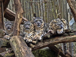 Female Snow leopard, Uncia ounce, with subadult chick
