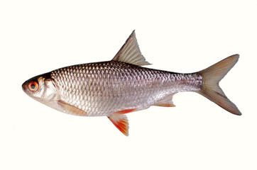 Fish roach on a white background. Isolated on white