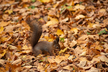 Naklejka na ściany i meble Squirrel digs a nut in the fall