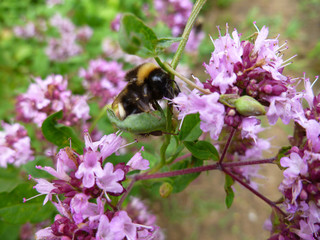 Bee collecting nectar from a pink oregano flower in sunny spring day. Bee on wild flower pollen with green background. 