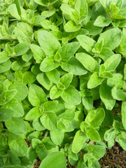 Naklejka na ściany i meble Oregano bright green furry new leaves (Origanum vulgare). Fresh oregano growing in the herb garden. Cuisine herbs.
