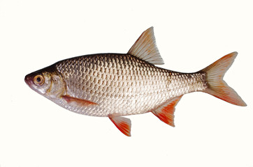 Fototapeta premium Fish roach on a white background. Isolated on white