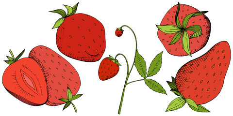 Vector Strawberry healthy food. Red and green engraved ink art. Isolated berry illustration element on white background.