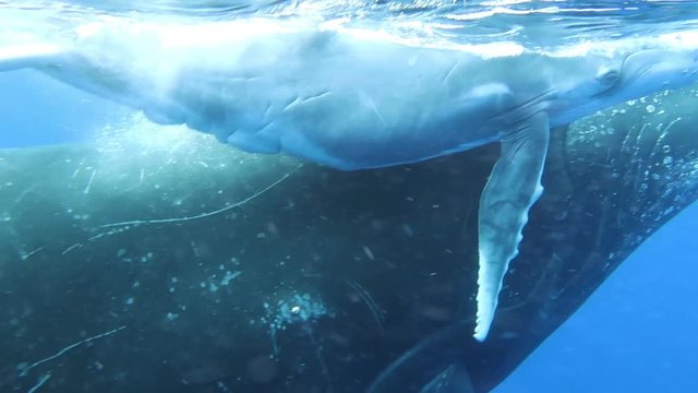 Close-up of family humpback whale calf with mother underwater ocean.