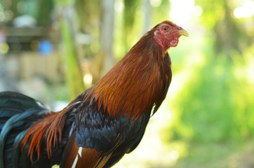 Portrait of a rooster photo