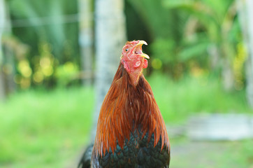 Crowing rooster on farm