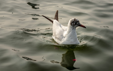 Siberian migratory birds over river Ganges in Prayag, Allahabad, Uttar Pradesh, India