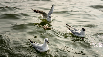 Siberian migratory birds over river Ganges in Prayag, Allahabad, Uttar Pradesh, India
