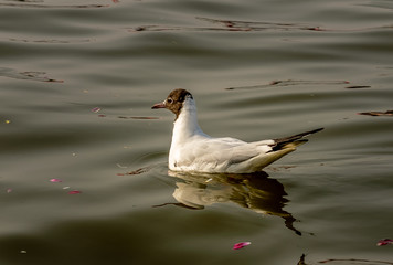 Siberian migratory birds over river Ganges in Prayag, Allahabad, Uttar Pradesh, India