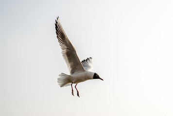 Siberian migratory birds over river Ganges in Prayag, Allahabad, Uttar Pradesh, India