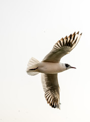 Siberian migratory birds over river Ganges in Prayag, Allahabad, Uttar Pradesh, India