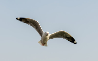 Siberian migratory birds over river Ganges in Prayag, Allahabad, Uttar Pradesh, India