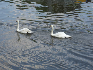 swans swimming