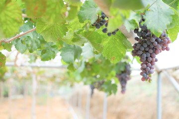 Grapes in garden