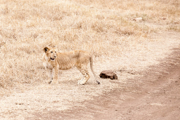 Young lion cub (Panthera Leo) walking in savannah at Ngorongoro National Park, Tanzania