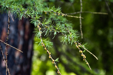 Beautiful needles on a branch