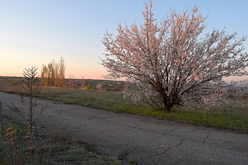 Early morning in the forest-steppe with a flowering tree.
