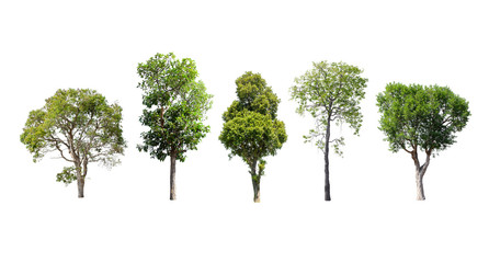 Isolated trees on white background.