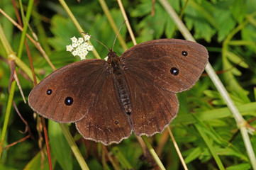 Fototapeta premium Minois dryas (SCOPOLI, 1763) Blauäugiger Waldportier, Männchen DE, BY, Murnauer Moos 02.08.2016