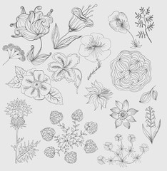 Set of cute hand drawn black ink flowers and herbs, plants.