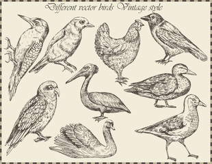 vector set: birds - variety of vintage bird