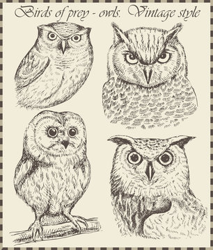Beautiful owl in vintage style drawn by hand. Set of hand-drawn bird