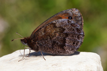 Erebia pronoe (ESPER, [1780]) Quellen-Mohrenfalter DE, BY, Heimgarten 03.08.2016
