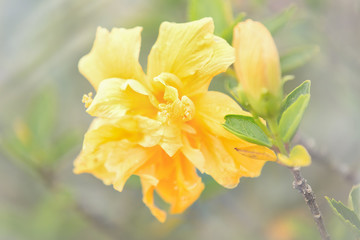 Spring yellow flower, flora of Vietnam