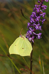 Gonepteryx rhamni (LINNAEUS, 1758) Zitronenfalter, M&auml;nnchen DE, BY, Heimgarten 03.08.2016