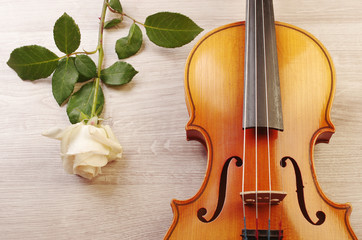 Fototapeta na wymiar Violin and white rose