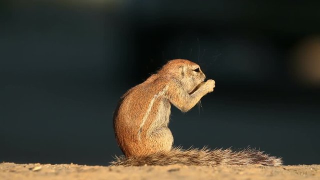 Small ground squirrel (Xerus inaurus) feeding, Kalahari desert, South Africa