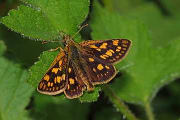 Carterocephalus palaemon (PALLAS, 1771) Gelbwürfeliger Dickkopffalter DE, NRW, Lampertstal, Eifel 21.05.2016