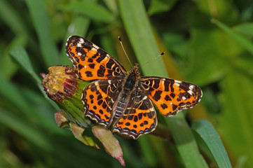 Araschnia levana (LINNAEUS, 1758) Landkärtchen, Netzfalter, Frühlingsform DE, NRW, Lampertstal, Eifel 21.05.2016