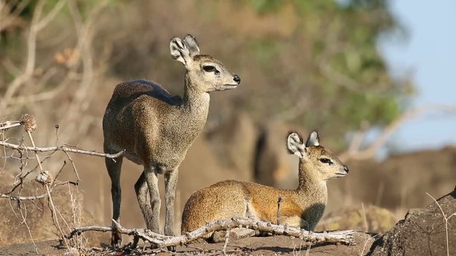 A pair of klipspringer antelopes (Oreotragus oreotragus) in natural habitat, Kruger National Park, South Africa