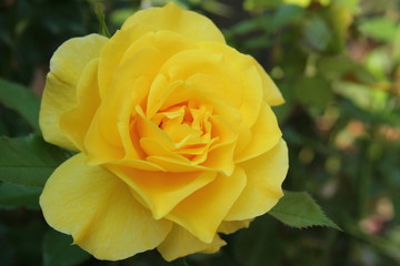 Rose - Floribunda 'Friesia'