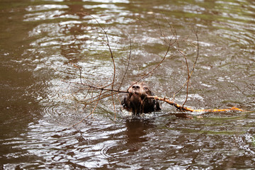 Dog breed Drathaar German Wirehaired pointer floats on the river with a stick in his mouth