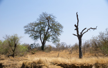 african tree