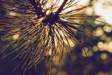 Pine leaves sunset background.