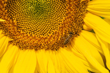 Sunflower agricultural background.