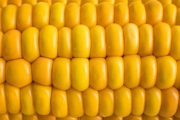 Boiled sweet corn background. Goldish grains texture. Yellowness of maize. Natural seguence of corn...