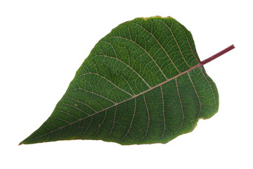 leaf isolated on white background