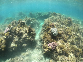 Fototapeta na wymiar fond marin, snorkeling, Cabilao, Philippines