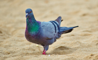 A beautiful pigeon on a beach.