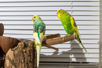 Obraz premium two budgies